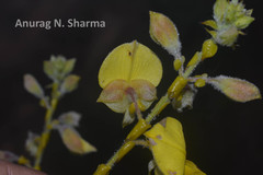 Crotalaria pulchra